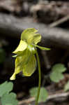 Downy yellow violet